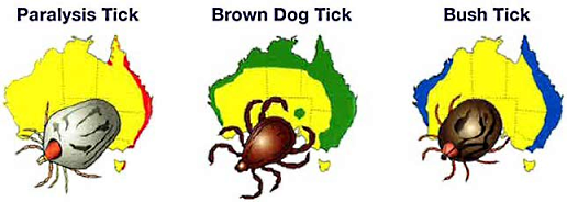 Ticks-in-Australia-types