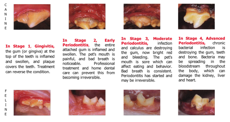 dental-care-wulguru-veterinary-clinic